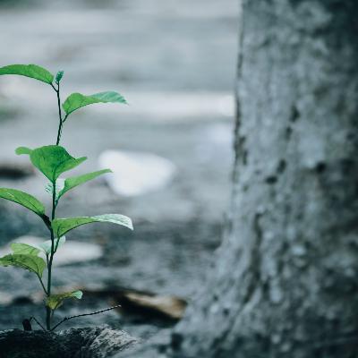 Kaizen: Book Review 1