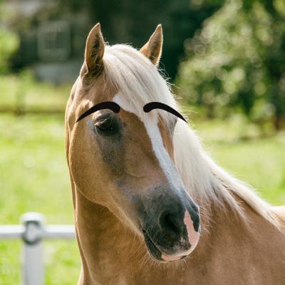 Eyebrows and Horses