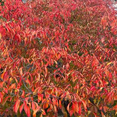 BEGINさんの「恋しくて」弾き語り&トーク BEGINさんの「恋しくて」弾き語り&トーク