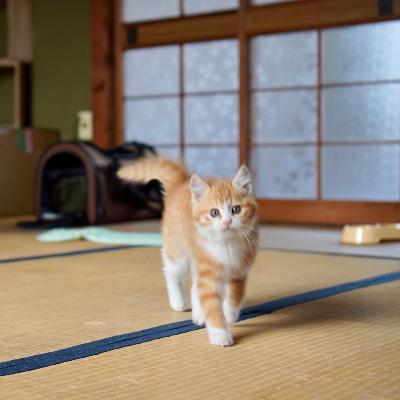 #1408 映画「ひゃくえむ。」 from Radiotalk