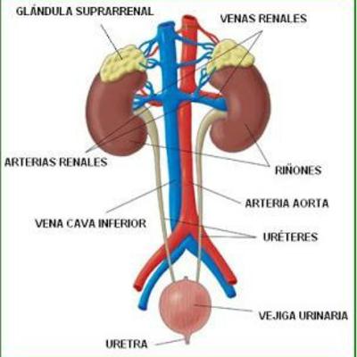 Glándulas urogenitales