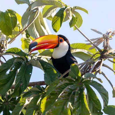 Klimaschutz: Wie lange braucht ein Regenwald, um sich von Umweltzerstörung zu erholen? Klimaschutz: Wie lange braucht ein Regenwald, um sich von Umweltzerstörung zu erholen?