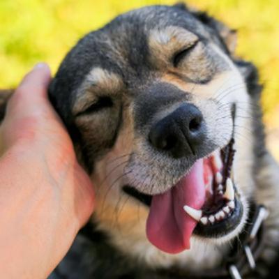 Os pets e suas particularidades Os pets e suas particularidades
