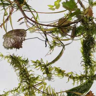 #27 水槽の中だけじゃない。足元に広がる水草の世界【草とか石とかのラジオ】