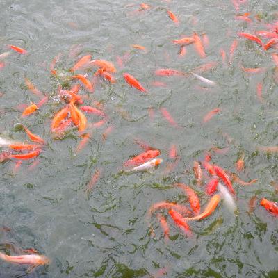 Episode 21 - Letting Go Your Fear of Money Episode 21 - Letting Go Your Fear of Money