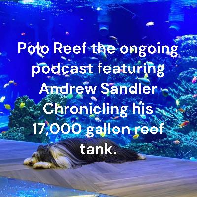 Polo Reef - Andrew Sandler Live with Bobby Miller Humble Fish