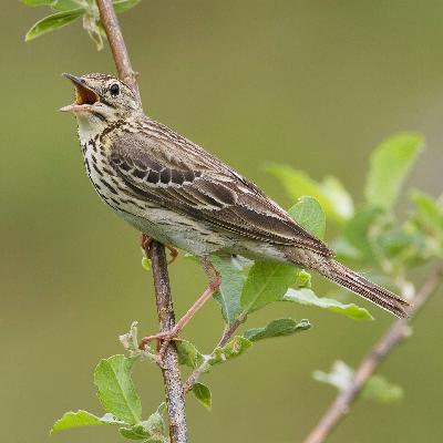 Wie können Vögel so laut und ohne Unterbrechung singen? Wie können Vögel so laut und ohne Unterbrechung singen?
