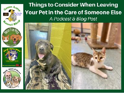 WoofMeowShow-2021-10-02-Things to Consider When Leaving Your Pet in the Care of Someone Else