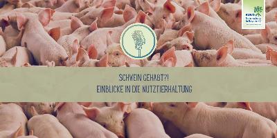 Teil 3: Schwein gehabt? Einblicke in die Nutztierhaltung