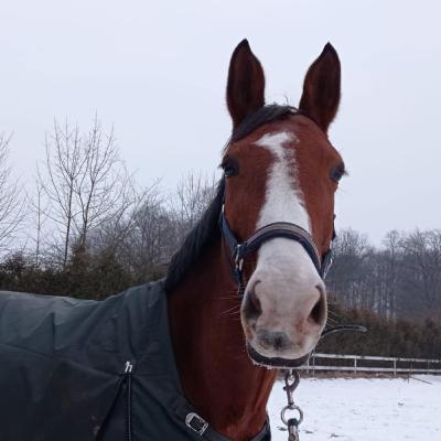 Z wodzami czy bez wodzy