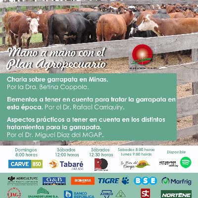 Garrapata, elementos a tener en cuenta, aspectos prácticos...