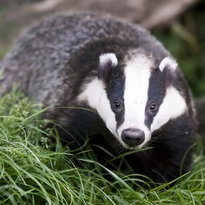 On the trail of foraging foxes and backyard badgers!