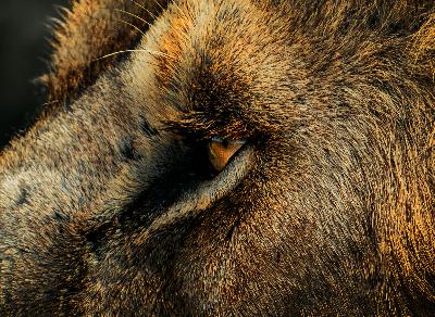 Ngorongoro, reino del león de melena negra Ngorongoro, reino del león de melena negra