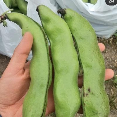 第5食目　そらまめ