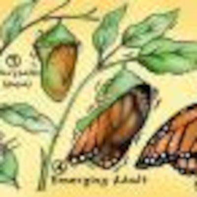 Carrots Caterpillars and more Mellow music Carrots Caterpillars and more Mellow music