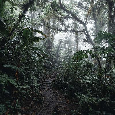 Wild Costa Rica Wild Costa Rica