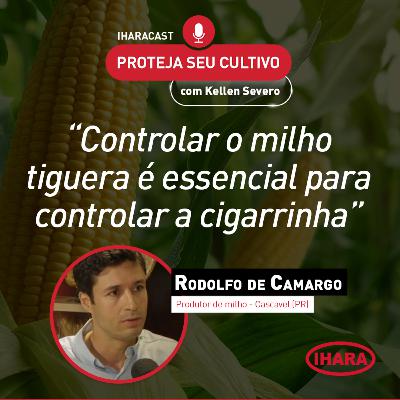 #43 - Manejo de sucesso: como não deixar a cigarrinha interferir na produtividade
