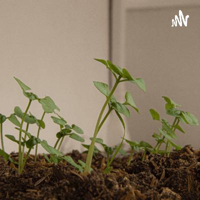 Podcast practicas curativas