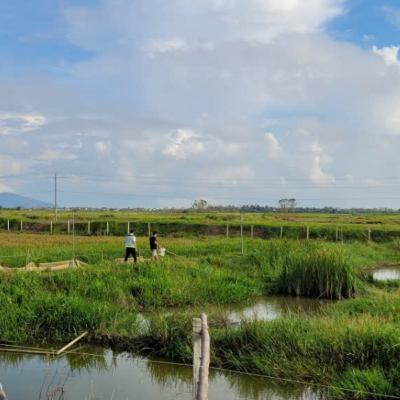 Tin trong nước - Khuyến nông hướng dẫn người dân Hà Tĩnh khôi phục sản xuất thủy sản sau mưa lũ (08/10/2025)