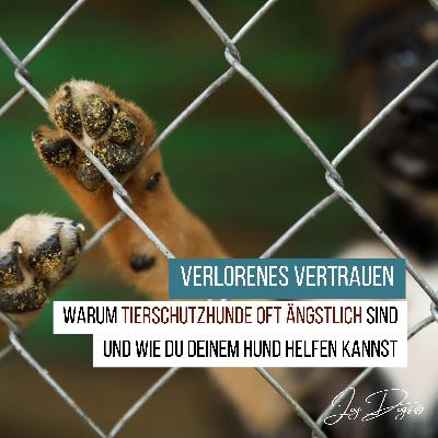 Verlorenes Vertrauen: Warum Tierschutzhunde oft ängstlich sind und wie du helfen kannst