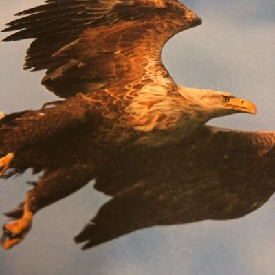 Eagle Eagle
