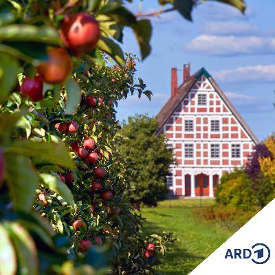 Borsteler Sommerklänge: Kultur, Klang und Kirchengemäuer
