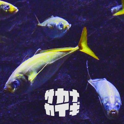 アジ :: アジニキと『本当に旨いアジ』について喋る〈サカナダンギ〉