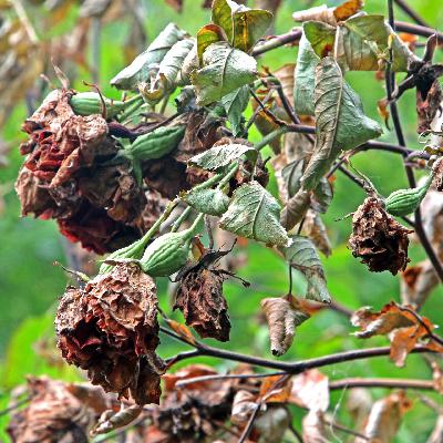 Pflanze vertrocknet: Frau will Garantie im Baumarkt