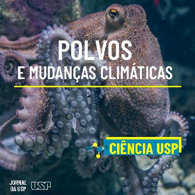 Destaque do Ciência USP #13: Como polvos são afetados pelas mudanças climáticas? Destaque do Ciência USP #13: Como polvos são afetados pelas mudanças climáticas?