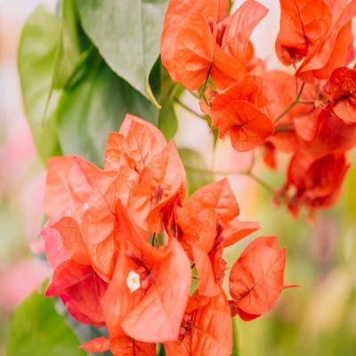 Bougainvillea care in the Gulf Bougainvillea care in the Gulf