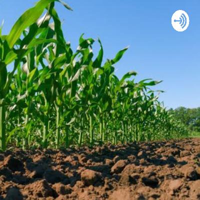 Doenças, pragas e o controle da cultura do milho