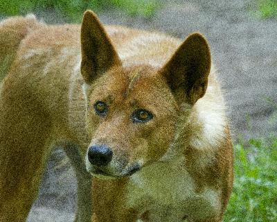 Dingo: Australia’s Wild Guardian Dingo: Australia’s Wild Guardian