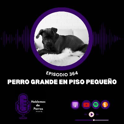 EP#364: Perro grande en piso pequeño
