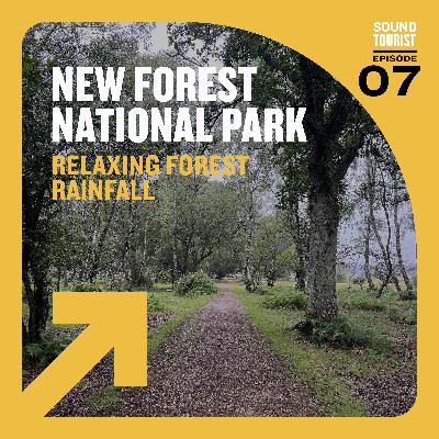 Relaxing Forest in the Rain | New Forest National Park