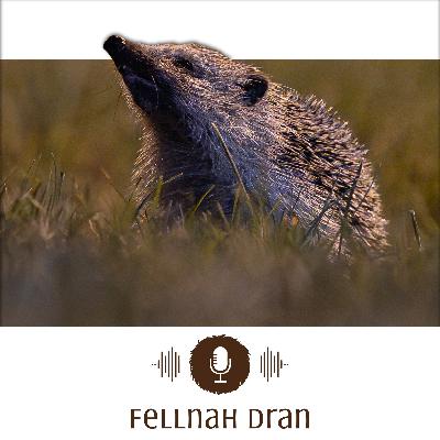 #3: Bewaffnet, aber chancenlos - Wenn Igel unsere Hilfe brauchen