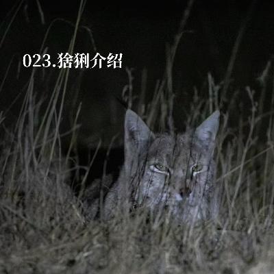 023.《疯狂动物城2》里的宝伯特，竟是能和狼硬刚的中型猛兽？