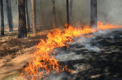 The Fire-Resilient Future (Part II)