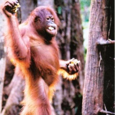 An interview with Nicole Ruiz about orangutans