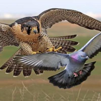 Becca Mari's Freedom Speak - Hawks, Doves, And MAGA