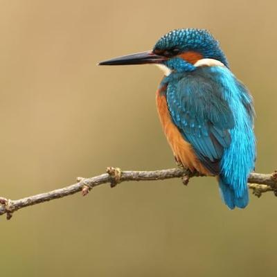 On The Trail Of Cuskinny’s Kingfishers