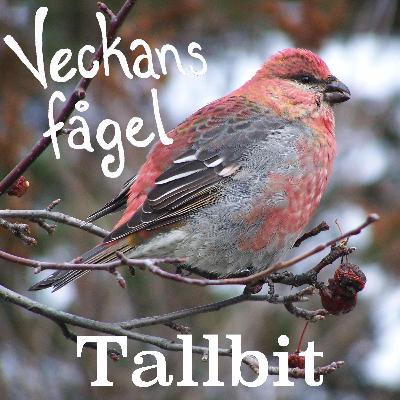Tallbit