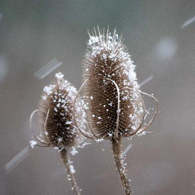 Ep 19. Spiky characters: Hedgehogs and Teasels