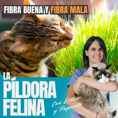 613. Fibra buena y FIBRA MALA
