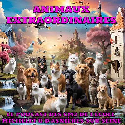 Beyoncocotte