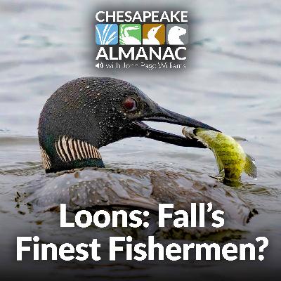 November: Loons - Fall's Finest Fishermen?