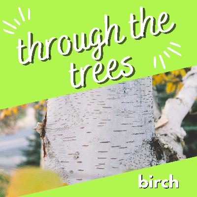 Through the Trees - An Introduction to Birch