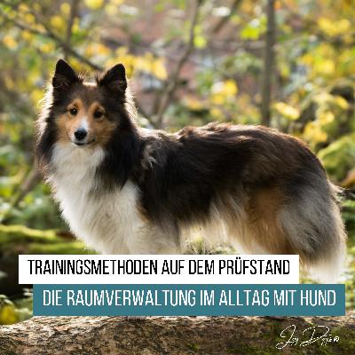 Trainingsmethoden auf dem Prüfstand - Folge 5 - Die Raumverwaltung