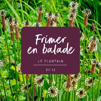 #13 - L’histoire du plantain #13 - L’histoire du plantain