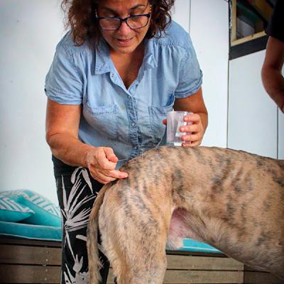 Animal Wellness Vets - Introducing Dr Elaine Cebuliak