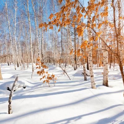 配乐散文-享受冬季